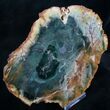 Emerald Green Zimbabwe Petrified Wood Slice #7805-2